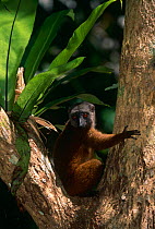 White fronted brown lemur female {Lemur fulvus albifrons} Nosy Mangabe Is, Madagascar
