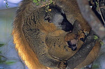 Female Red fronted brown lemur (Lemur fulvus rufus) licking baby, Kirindy Reserve, West Madagascar
