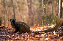 Female Red fronted brown lemur {Lemur fulvus rufus} Kirindy forest, W Madagascar