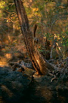 Red fronted brown lemurs {Lemur fulvus rufus} inKirindy forest, W Madagascar