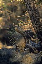 Female Red fronted brown lemur (Lemur fulvus rufus) Kirindy forest, West Madagascar