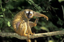 Female Red fronted brown lemur (Lemur fulvus rufus) grooming, Kirindy forest, West Madagascar