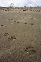 Jaguar footprints on beach (Panthera onca) Corcovado NP, Costa Rica
