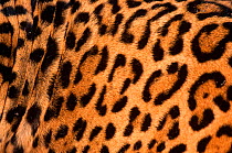 Close up of fur of Jaguar {Panthera onca} captive, Ecuador