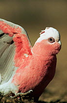 Galah cockatoo, male (dark eye) {Eolophus roseicapilla} Queensland, Australia