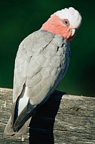 Galah cockatoo, male (dark eye) {Eolophus roseicapilla} Queensland, Australia
