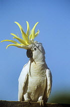 Sulphur crested cockatoo {Cacatua galerita} with crest erect, displaying, Queensland, Australia