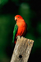 King parrot, male {Alisterus scapularis} Queensland, Australia