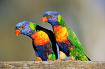 Rainbow lorikeet pair {Trichoglossus haematodus} Queensland, Australia