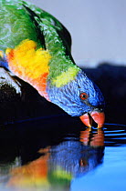 Rainbow lorikeet drinking {Trichoglossus haematodus} Queensland, Australia