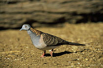 Bar-shouldered dove {Geopelia humeralis} Queensland, Australia