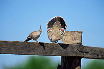 Crested pigeon male displays to female {Ocyphaps lophotes} Queensland, Australia