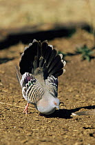 Crested pigeon male display to female {Ocyphaps lophotes} Queensland, Australia