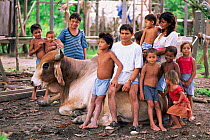 Caboclo family with their bull, alternative source of protein, Amazonia, Brazil