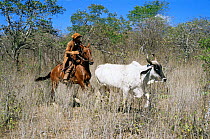 Cowboy rounding up cattle, Caatinga region, NE Brazil