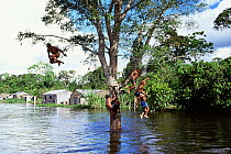 Children play jumping into flooded Amazon river, Amazonas, Brazil 1993