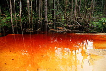 Tannins in water of River Negro, Amazonia, Brazil