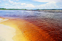 Tannins stain water of River Negro brown, Amazonia, Brazil