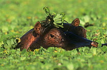 Hippopotamus {Hippopotamus amphibius} amongst water cabbage, Masai Mara, Kenya