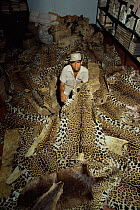 Confiscated skins of Jaguar {Panthera onca} Rio de Janeiro, Brazil.
