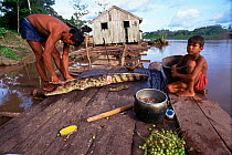 Caiman {Caiman crocodilus} killed for subsistence food, Mamairaua Ecol. Stn, Brazil