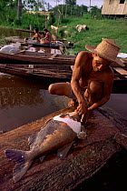 Preparing Tambaqui fish for eating, Mamiraua Ecol. Stn, Amazonas, Brazil