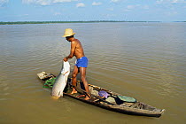 Fishing for Arapaima fish {Arapaima gigas} Japura river, Amazonas, Brazil