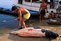 Preparing Arapaima fish {Arapaima gigas} for market Japura river, Amazonas, Brazil