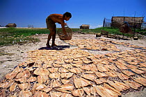 Drying fish meat in the sun, Canelas Is, Para, N Brazil