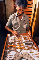 Scientist with collection of rainforest butterflies, Linhares FR, Espirito Santo, Brazil