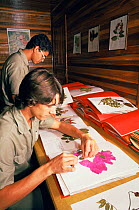 Scientists with collection of rainforest plant specimens, Linhares FR, Espirito Santo, Brazil