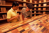Collection of rainforest wood, Linhares FR, Espirito Santo, Brazil