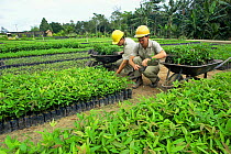 Production of seedlings of tropical trees, Linhares FR, Espirito Santo, Brazil