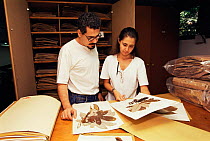 Collection of rainforest tree leaves {Cecropia sp} at research centre, Manaus, Brazil