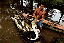 Caiman {Caiman crocodilus} killed for subsistence food, Piagacu Purus Res, Brazil