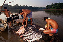 Fishermen prepare fish for market, Amana res. Amazonas, Brazil