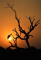 Painted stork at sunset {Mycteria leucocephala} Keoladeo Ghana NP, Bharatpur, India