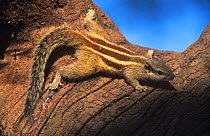 Five-striped palm squirrel {Funambulus pennanti} Keoladeo Ghana / Bharatpur NP, Rajasthan, India
