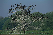 Cormorants roosting in tree, Keoladeo Ghana Bharatpur NP, Rajasthan, India