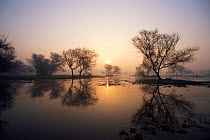 Sunrise over lake, Keoladeo Ghana / Bharatpur NP, Rajasthan, India