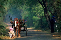 Tongo driver waiting for birdwatcher, Keoladeo Ghana / Bharatpur NP, Rajasthan, India
