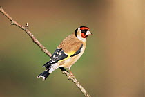 Goldfinch portrait {Carduelis carduelis} UK.