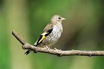 Goldfinch fledgling {Carduelis carduelis} UK.