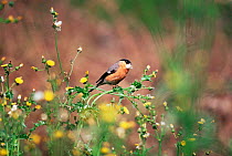 Bullfinch {Pyrrhula pyrrhula} collecting down from Sow thistle, UK.