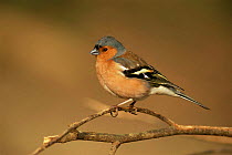 Male Chaffinch {Fringilla coelebs} UK.
