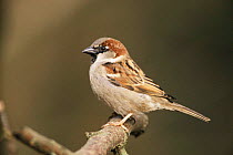 Male Common / House sparrow {Passer domesticus} UK.