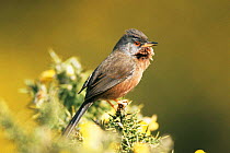 Dartford warbler singing {Sylvia undata} UK.