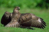 Common buzzard wings spread, mantling prey {Buteo buteo} UK.