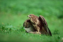 Juvenile Common buzzard mantling prey and calling {Buteo buteo} UK.