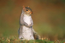 Grey squirrel {Sciurus carolinensis} UK.